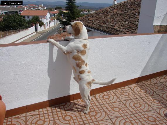 La foto del perro