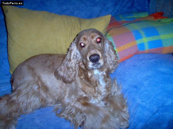 La foto del perro