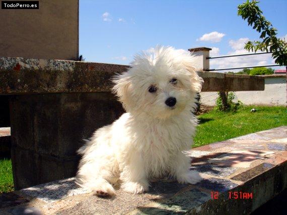 La foto del perro