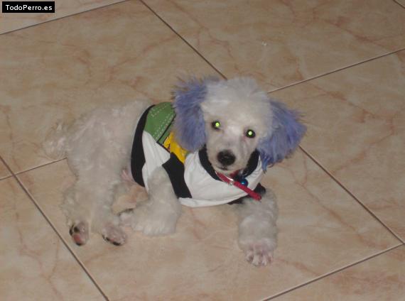 La foto del perro