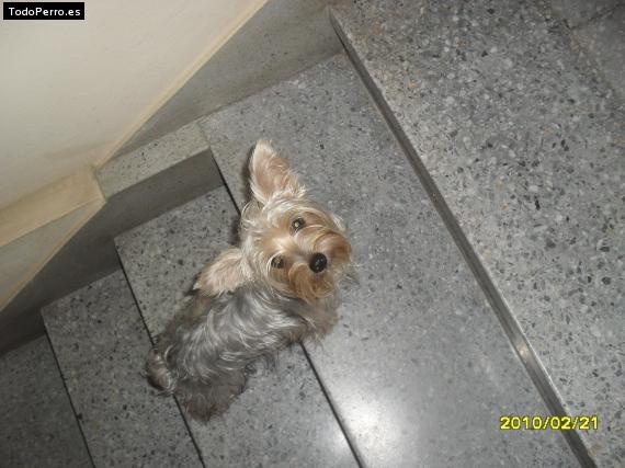La foto del perro