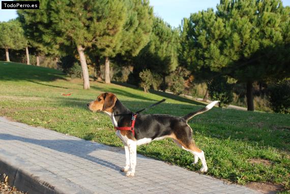 La foto del perro