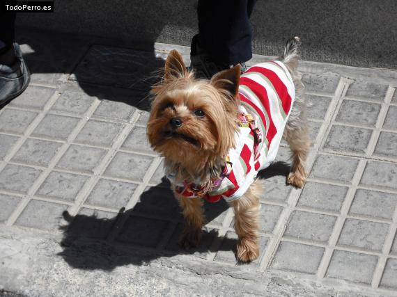 La foto del perro