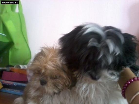 La foto del perro