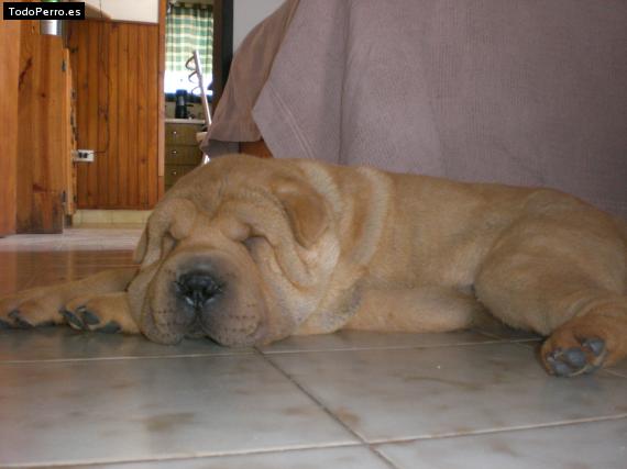 La foto del perro