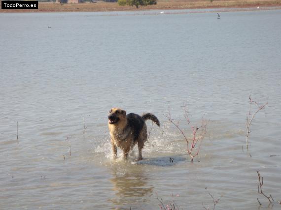 La foto del perro