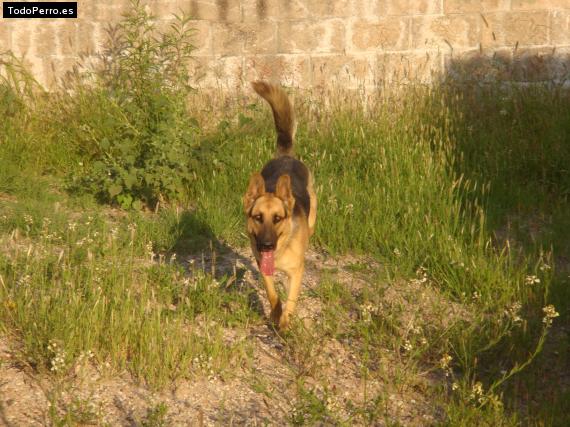 La foto del perro