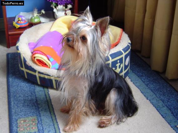 La foto del perro