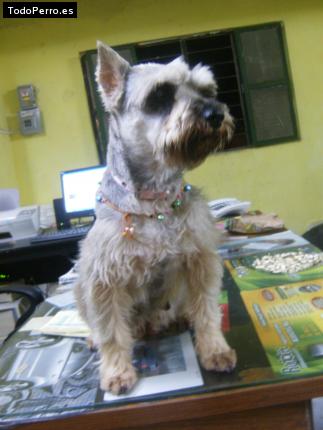 La foto del perro