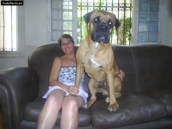 La foto del perro