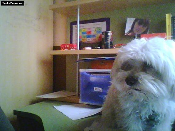 La foto del perro