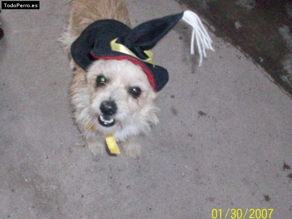 La foto del perro