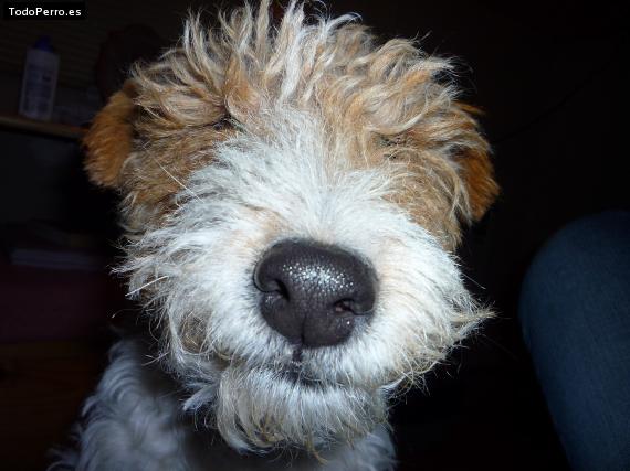 La foto del perro