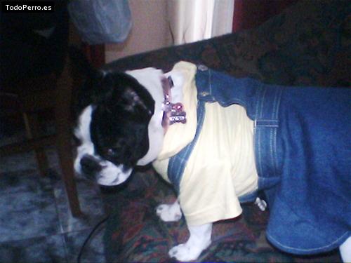 La foto del perro