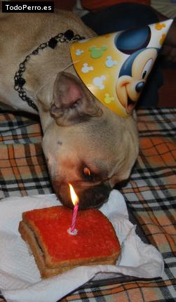 La foto del perro