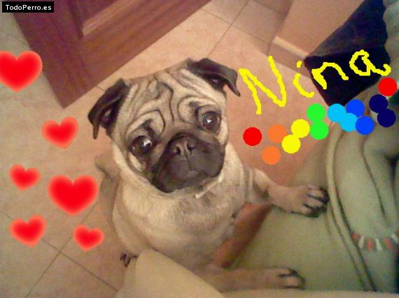 La foto del perro