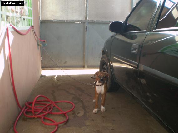 La foto del perro