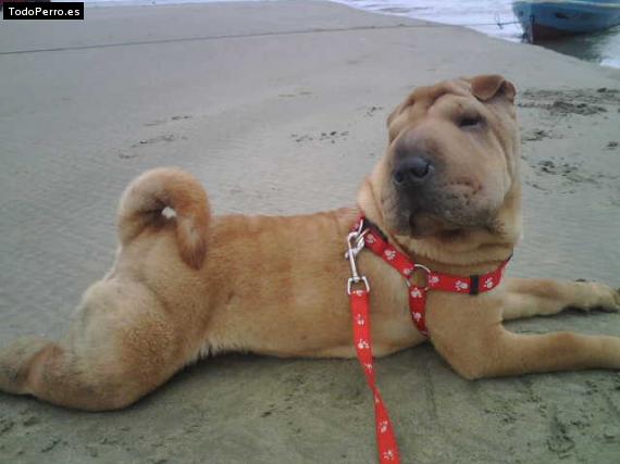 La foto del perro