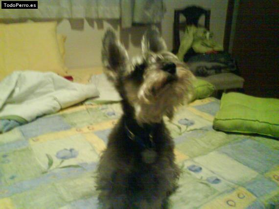 La foto del perro