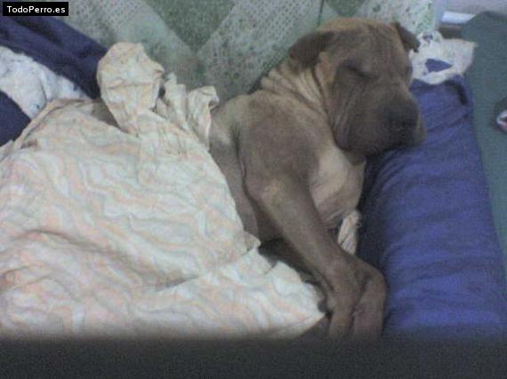 La foto del perro