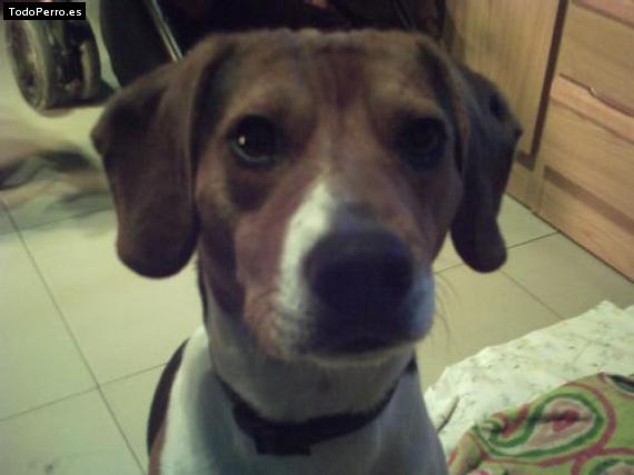 Foto del perro Hugo