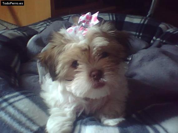 La foto del perro
