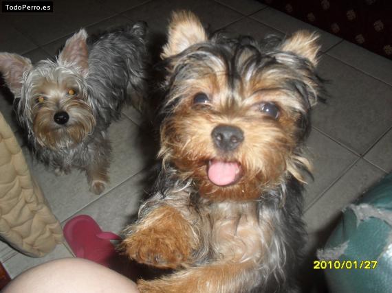 La foto del perro