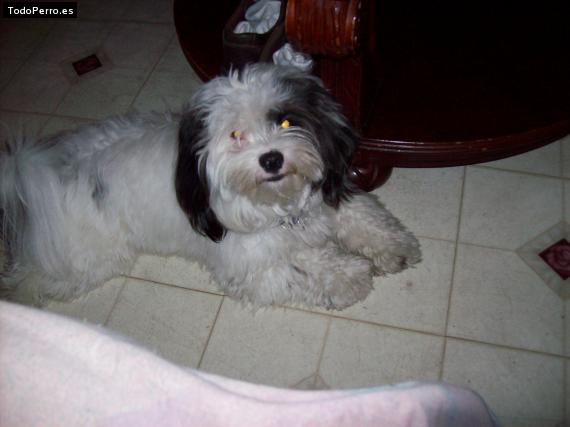 La foto del perro