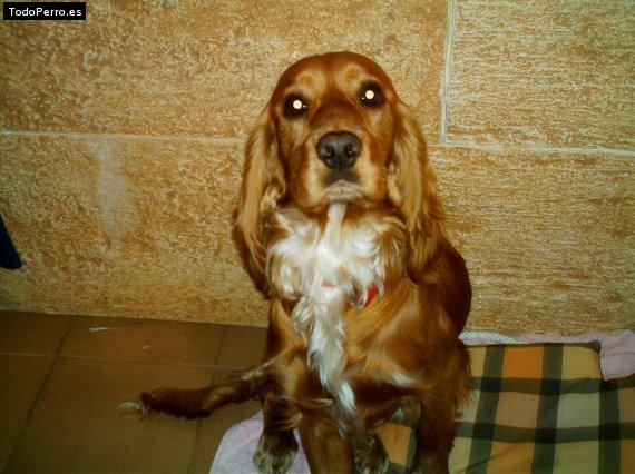 La foto del perro