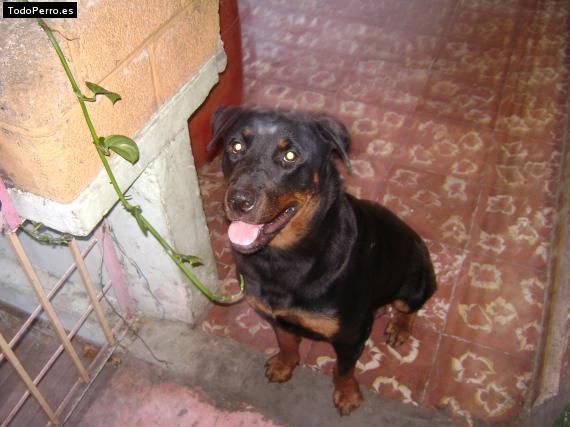 La foto del perro
