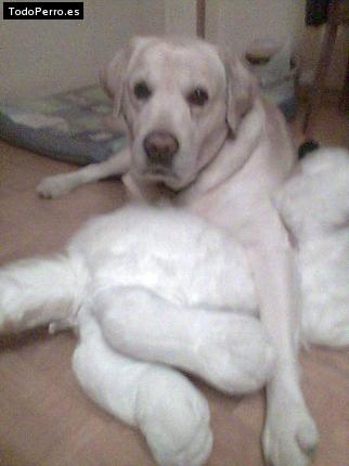 La foto del perro