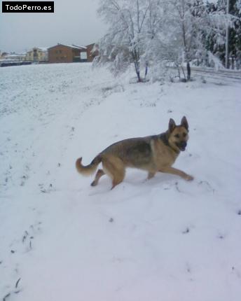 La foto del perro