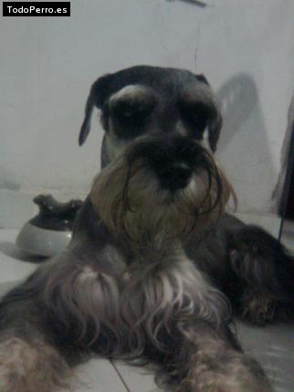 La foto del perro
