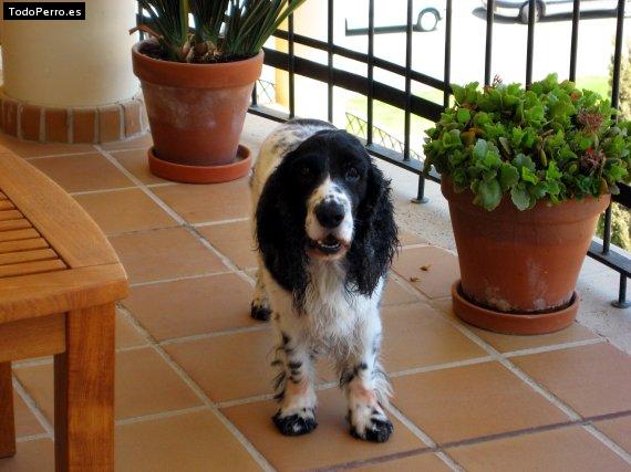 La foto del perro