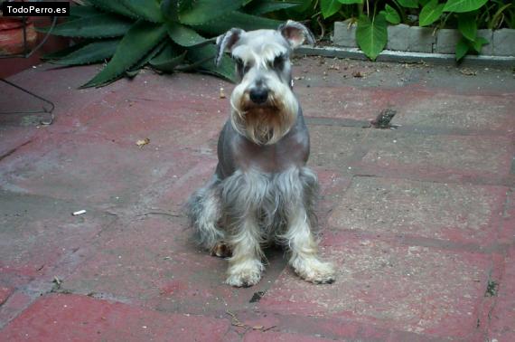 La foto del perro