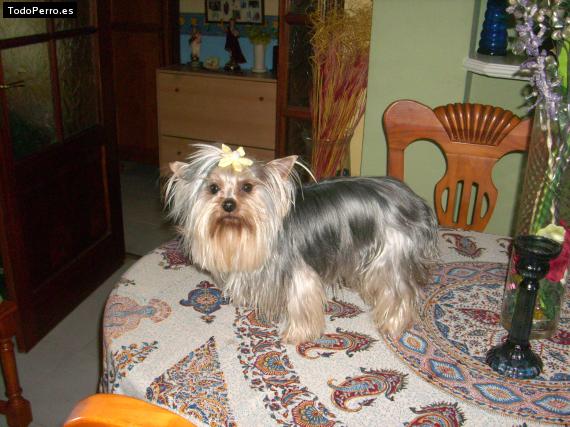 La foto del perro