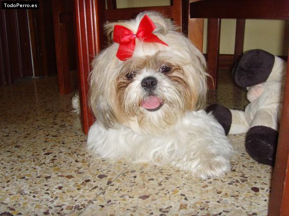 La foto del perro