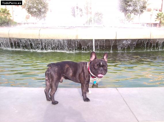 La foto del perro