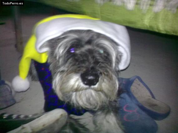 La foto del perro