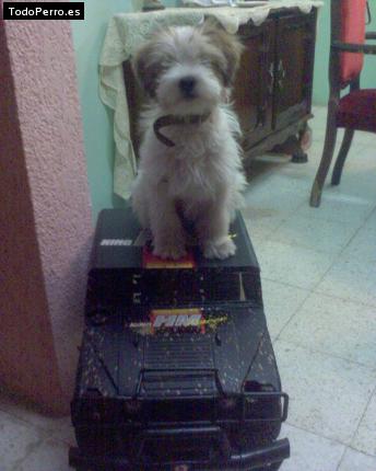 La foto del perro