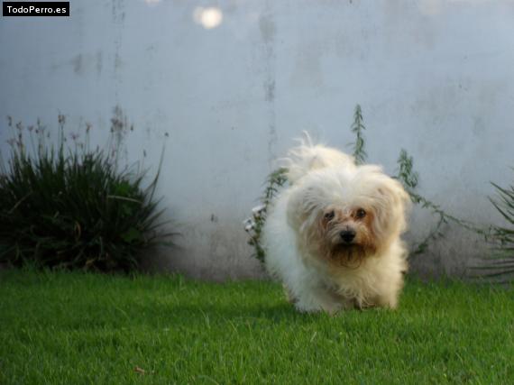 La foto del perro