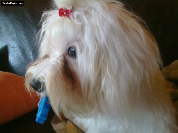 La foto del perro