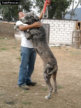 La foto del perro