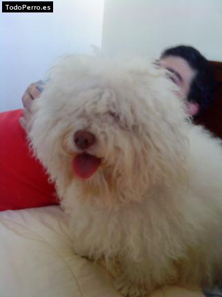 La foto del perro