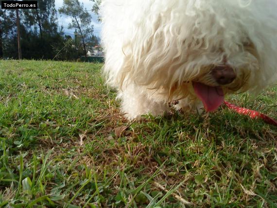 La foto del perro