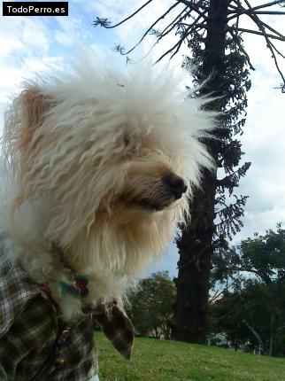 La foto del perro