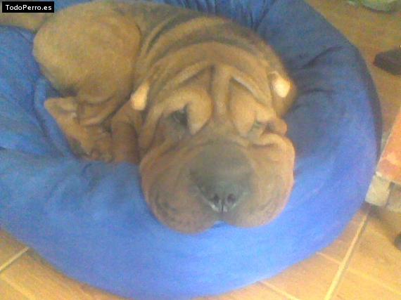 La foto del perro