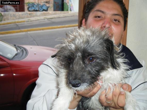 La foto del perro
