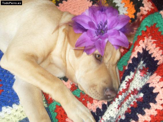 La foto del perro