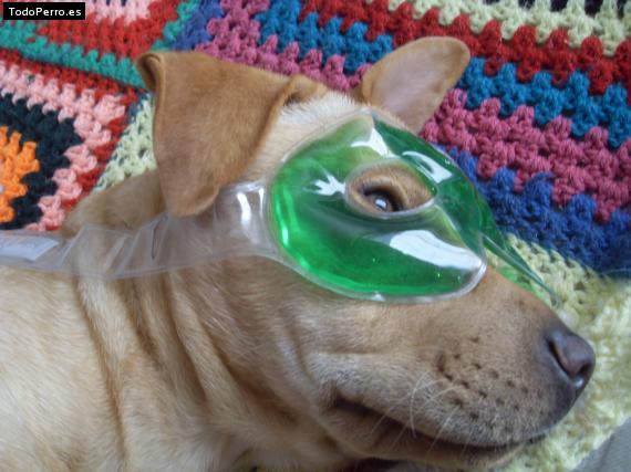 La foto del perro